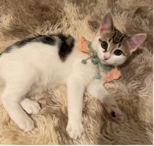 将图片加载到图库查看器，南荷兰第一狠人｜圆子
